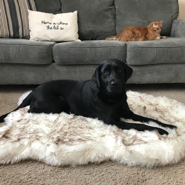 Orthopedic Dog Bed